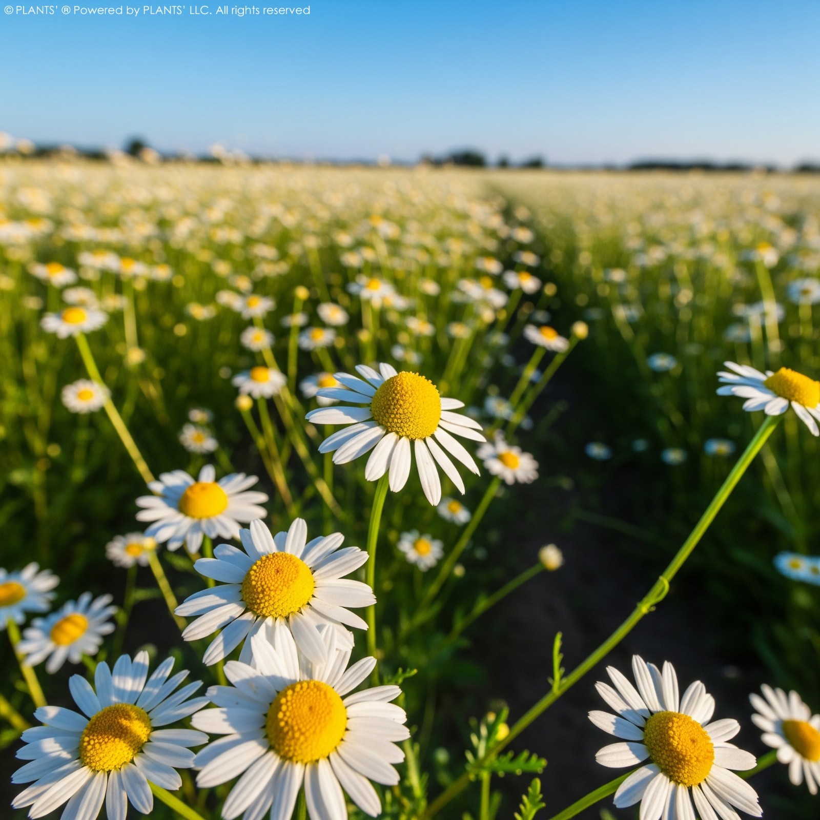 German Chamomile Flowers | Premium Seeds | Matricaria recutita | Plants’®