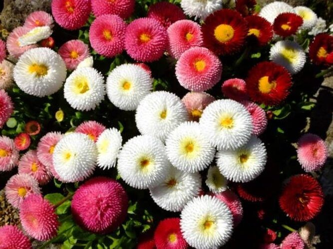 English Daisy Seeds – 300+ Bellis perennis Pompon Mix, Non-GMO Heirloom,