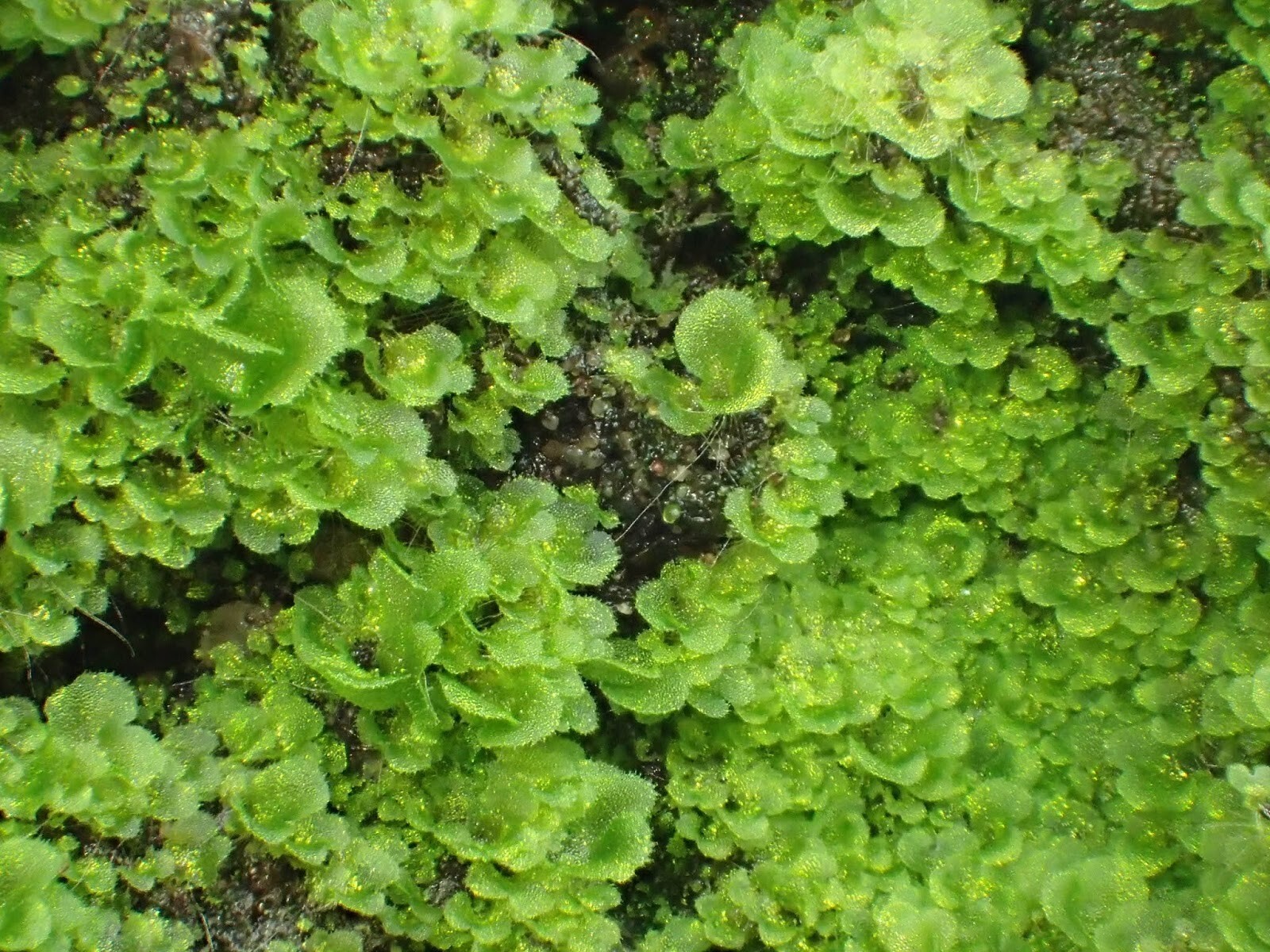 WESTERN SWORD FERN, 2000 (SEEDS)*, SPORE LARGE 3’X3’+, VERY HARDY TO -4 F.