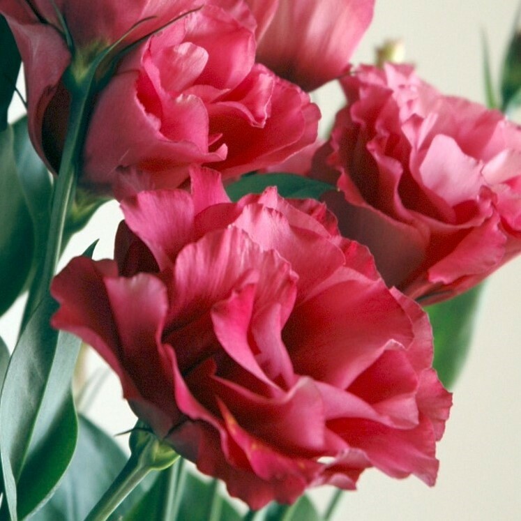 MPB#4 Lisianthus Seeds Mariachi Carmine 25 Pelleted Seeds Flower Seeds