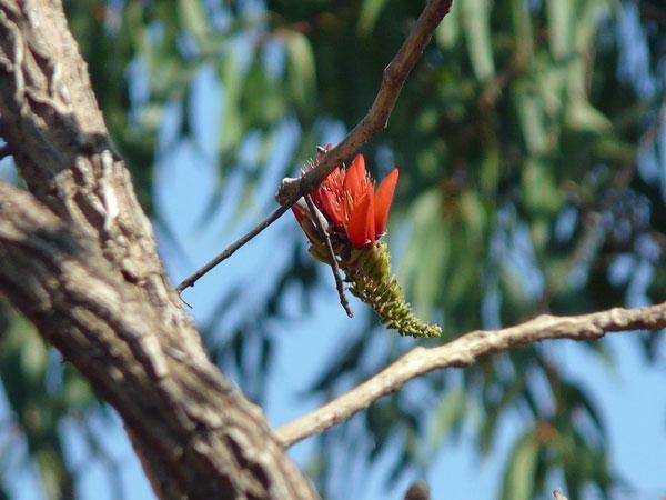 Acrocarpus fraxinifolius | Pink Cedar | Indian or Australian Ash | 10 Seeds