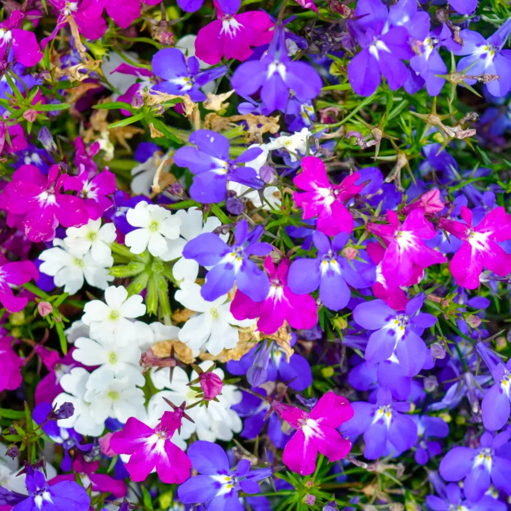 Cascade Blend Lobelia Seeds For Planting (Lobelia pendula)