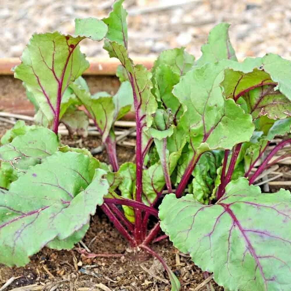 101+ BULLS BLOOD BEET Seeds Heirloom Vegetable Garden Patio Container Fast Easy