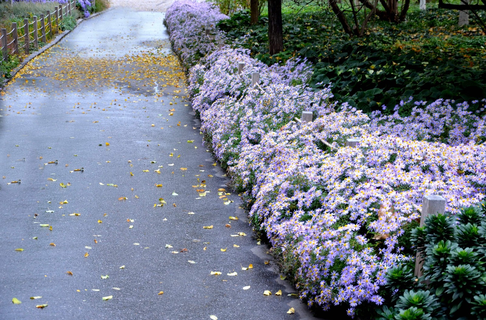 100 HEART LEAVED ASTER Cordifolius Blue Wood Aster Flower Seeds *Combined Ship