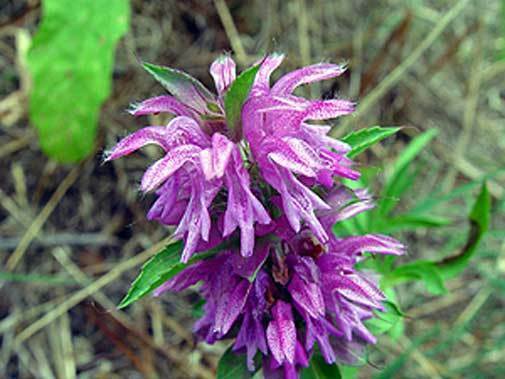 Monarda citriodora | Lemon Bee Balm | Purple Horsemint | 100_Seeds