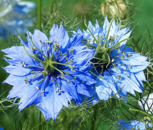 LOVE IN A MIST JEWELS MIX Nigella Damascena – 1,000 Seeds