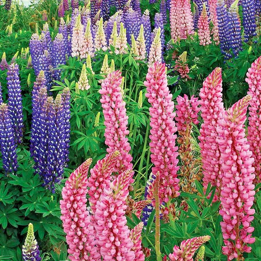 50+LUPINE RUSSELL MIX Seeds Native Wildflower Pollinators Cut Flowers Perennial