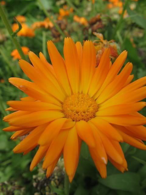 50 RADIO MARIGOLD English Calendula Officinalis Orange Yellow Flower Seeds