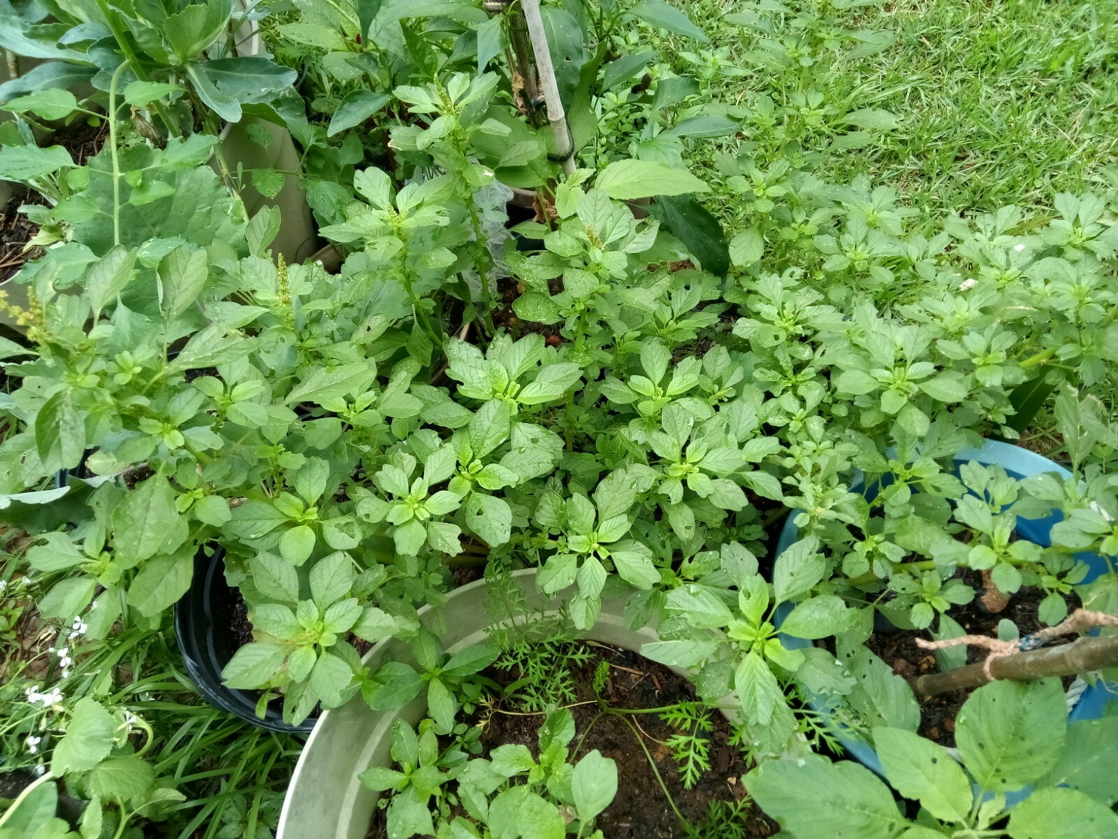 500+ Green Amaranth Seeds(Indian Siru Keerai/Koora Thampala ) Leafy Vegetable.
