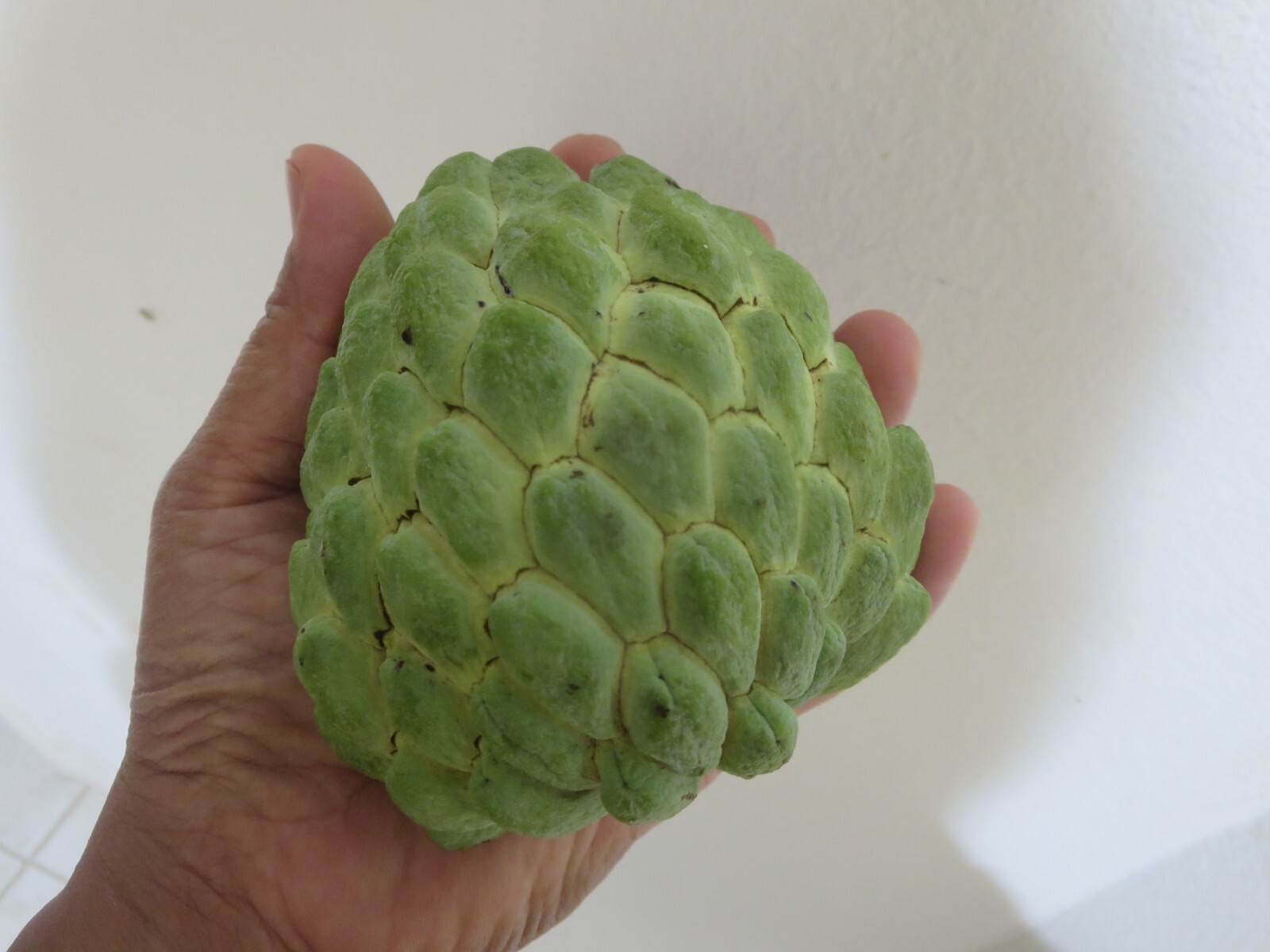 Organic Sugar Apple Annona Squamosa Tropical Fruit 10 Seeds 2024 Season