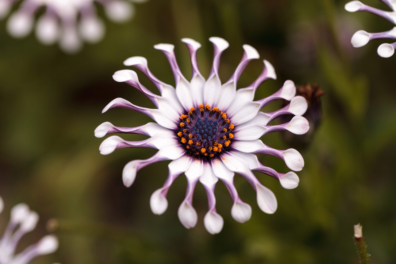 5 WHIRLIGIG OSTEOSPERMUM Fruticosum Pinwheel African Cape Daisy Flower Seeds