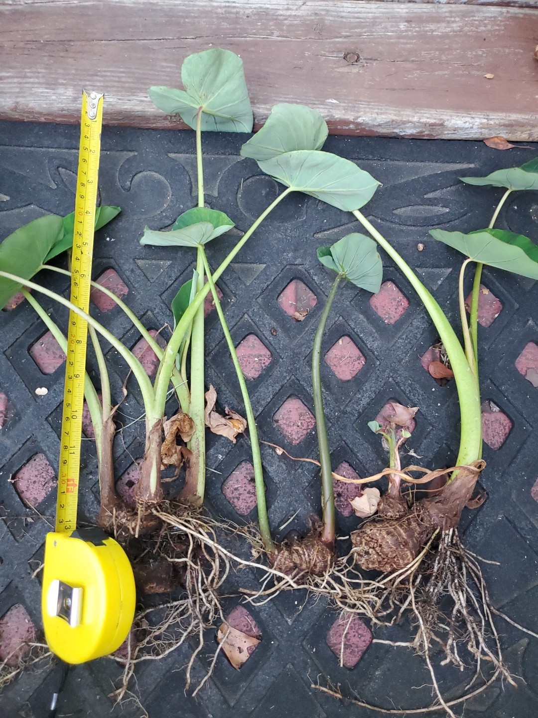 Lot 6 12″ Pups Edible Colocasia Esculenta Elephant Ear Taro Gabi Eddo