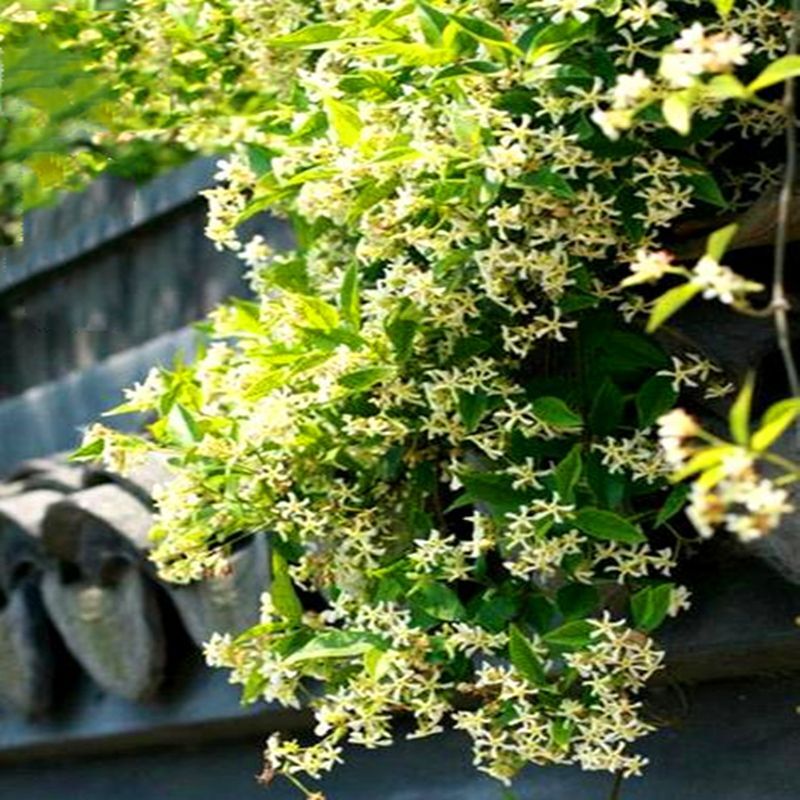 20 EXOTIC RARE JASMINE SEEDS for garden flower plant bush USA SELLER USPS