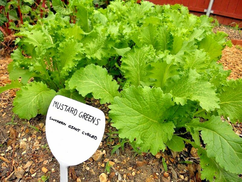 601+GIANT CURLED MUSTARD Seeds Heirloom Vegetable Garden Container Greens Easy