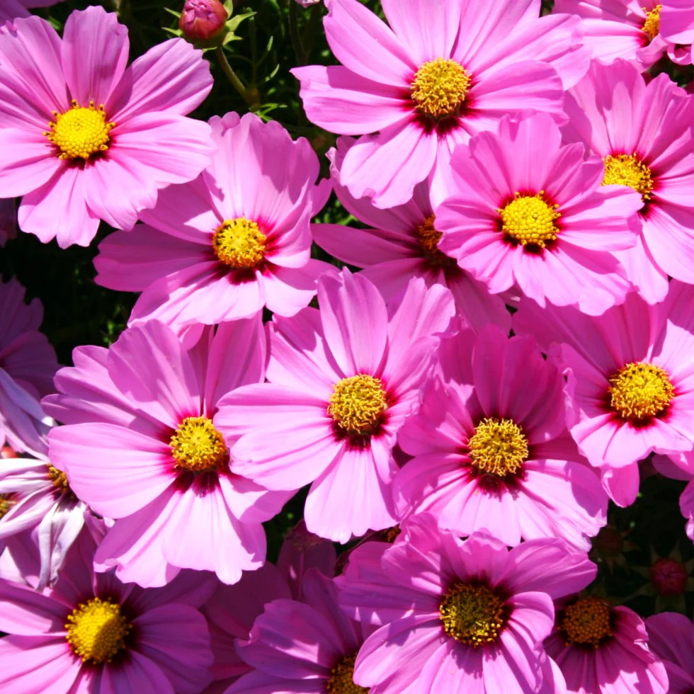 Pink Early Summer Cosmos (Dwarf) Seeds – For 2026 Planting Pink Wildflower