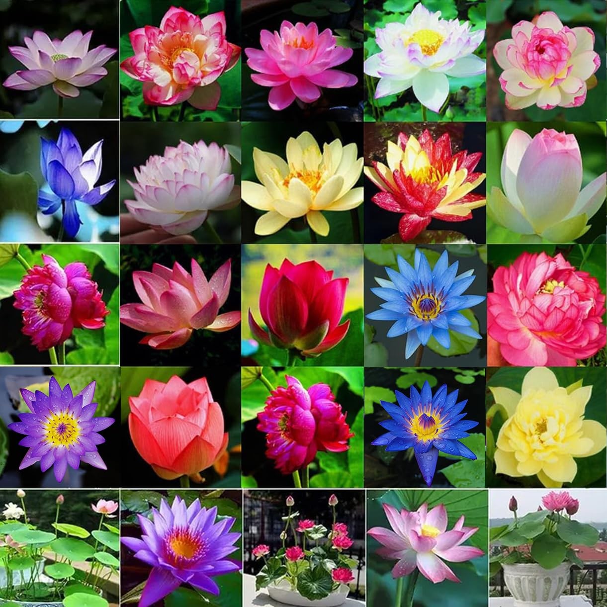 160pcs Mixed Color Bowl Lotus Seeds for Planting NonGMO Bonsai Lotus, Water …