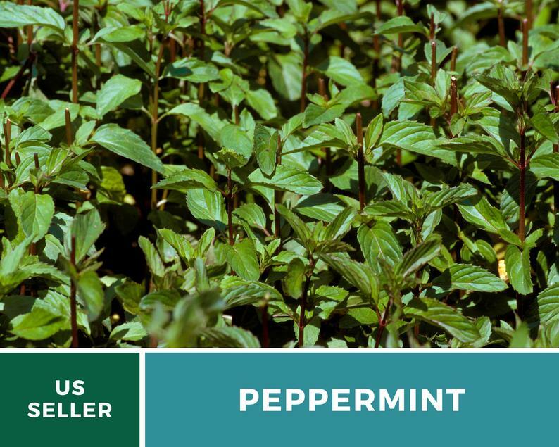 Peppermint – 100 Seeds – Medicinal & Culinary Herb – GMO Free (Mentha Piperita)