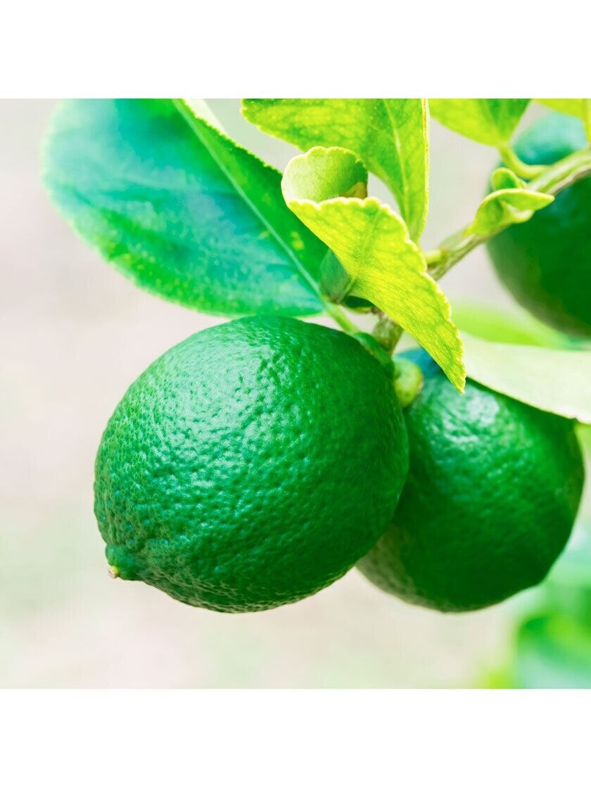 California only!! Persian Lime Tree, 18-36 inches tall, grafted