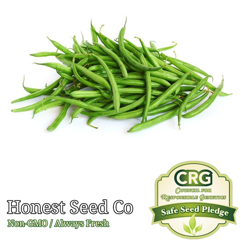 Blue Lake POLE Green Bean Seeds | Non-GMO | Heirloom | Fresh Garden Seeds BULK