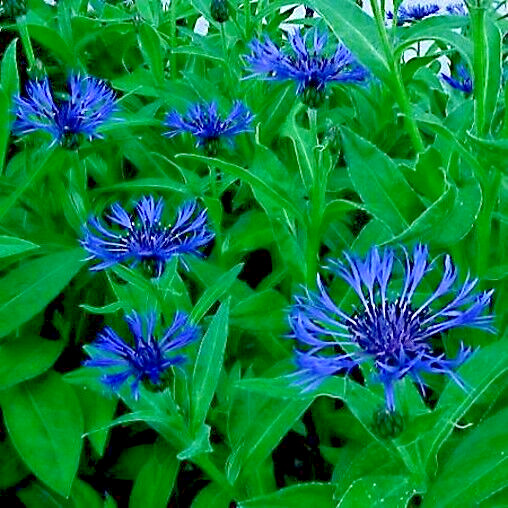 20 MOUNTAIN BLUE CORNFLOWER SEEDS PERENNIAL Centaurea montana Cold Hardy Plant