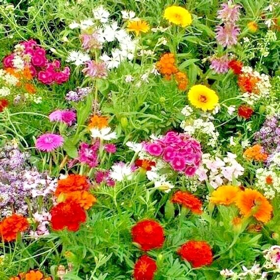 2001+Tall NATIVE WILDFLOWER MIX Seeds 19 Flowering Annuals Cut Flowers Fast Easy