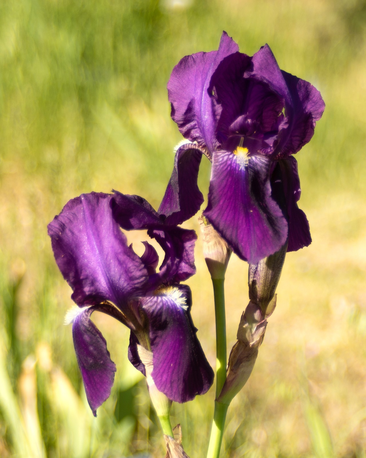 **CRIMSON KING** Tall Bearded Iris. Fresh Dig, Combined Ship: Jul – Sep