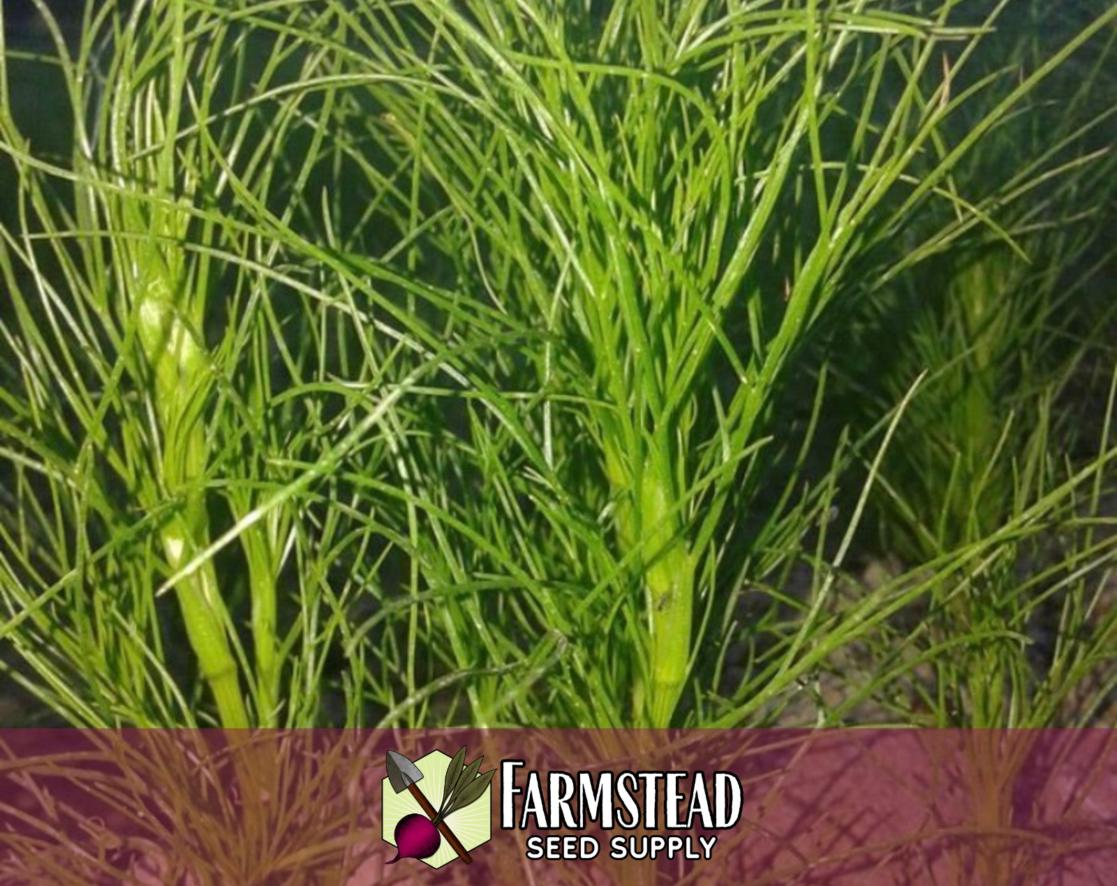 600+ Cumin Seeds | Indian Herb Gardening Seed Packet for Growing Cumin Spice