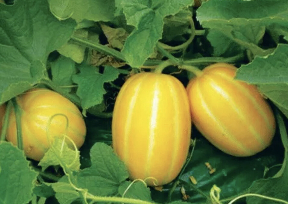 15 Korean Musk Melon, Super Sweet Golden Yellow Seeds