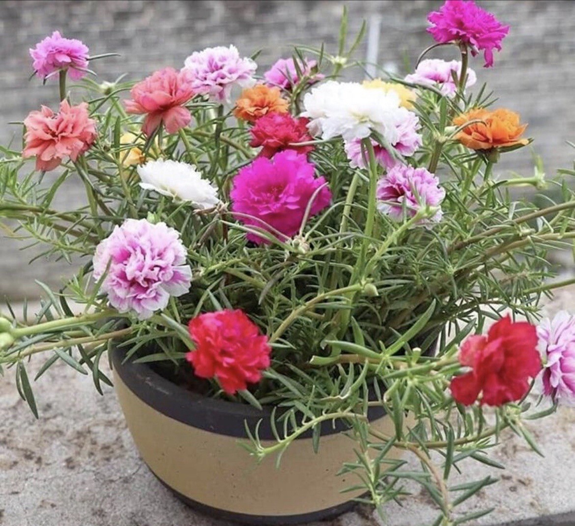 1000+ SEEDS MOSS Rose Double Mix Color- Portulaca grandiflora Buy2Get1Free
