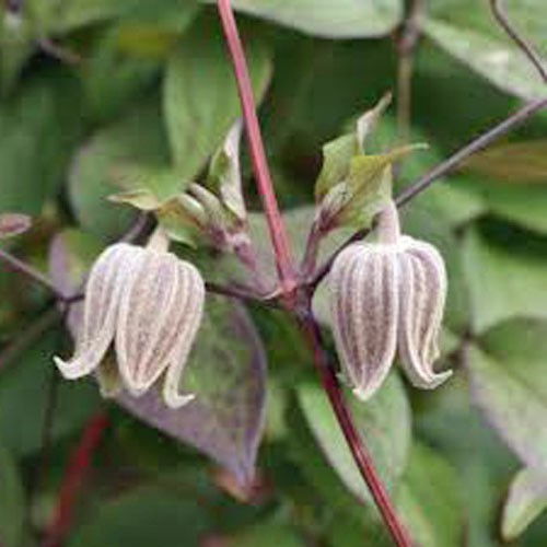 Clematis fusca | Brown Clematis | RARE | 5 Seeds