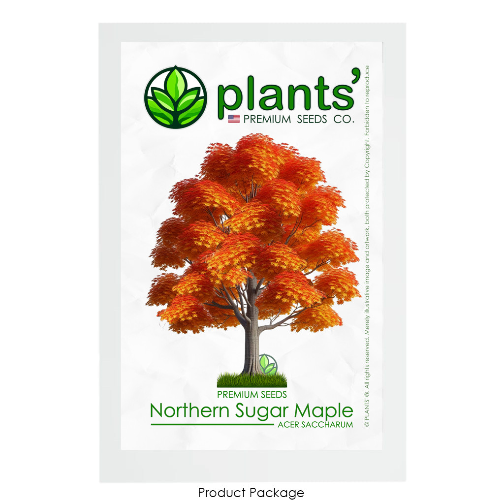 Northern Sugar Maple Tree | Premium Seeds | Acer saccharum ‘Fall’ | Plants’®