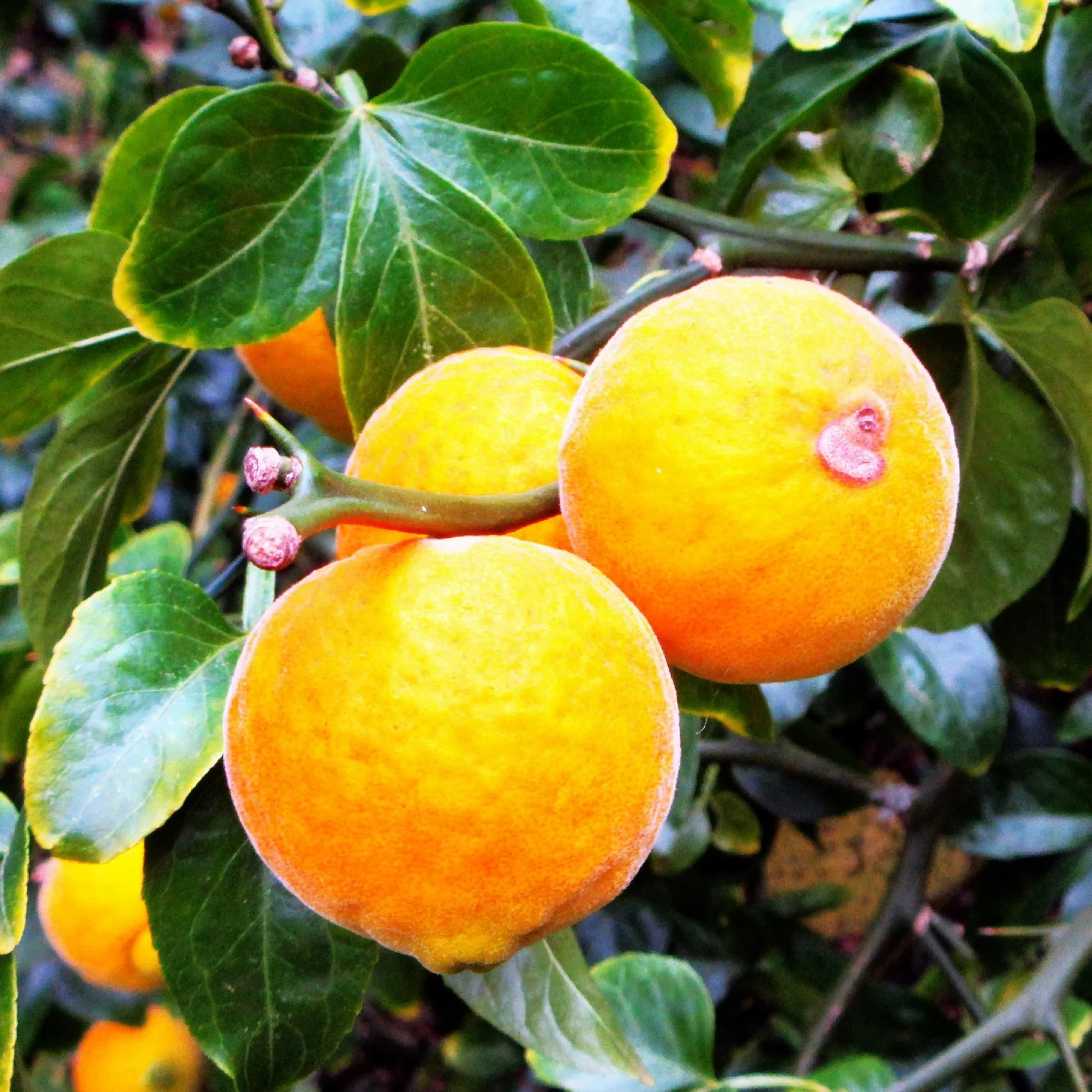 Hardy Orange Tree (Trifoliate) Seeds – For 2026 Planting Poncirus Trifoliata