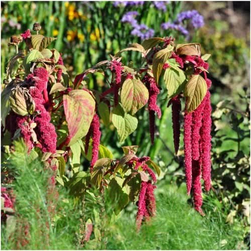 Love Lies Bleeding Seeds For Planting (Amaranthus caudatus)