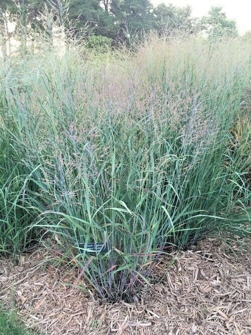 1001+SWITCHGRASS Seeds Native Tall Grass Prairie Ornamental Perennial Fast Easy