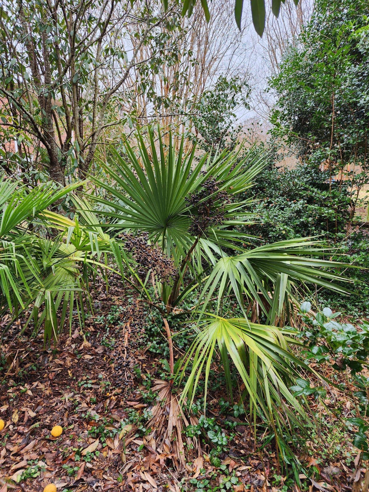 Sabal sp. ‘Tamaulipas’ Seeds! Almost NEVER Offered! Cold Hardy!