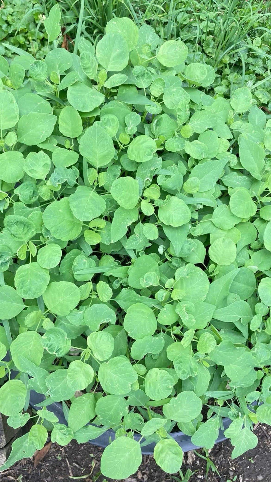 🔥 Papalo 1000+ Semillas 🌿 (Porophyllum ruderale)