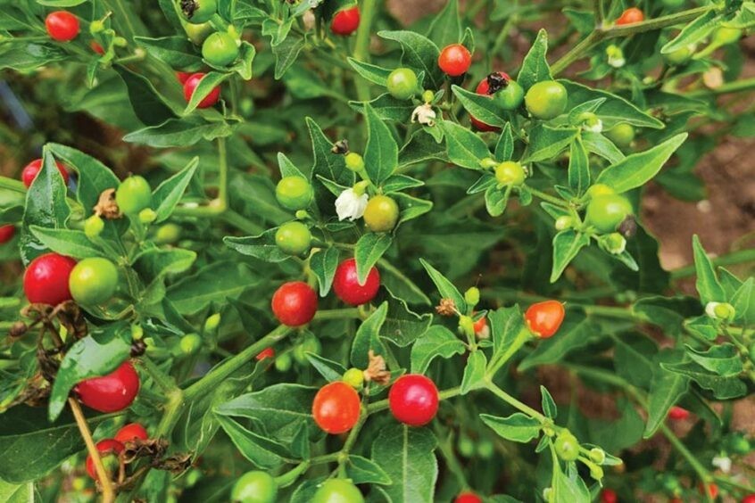 RARE✿ NEW! Tepin Hot Chili Pepper 15+ Seeds
