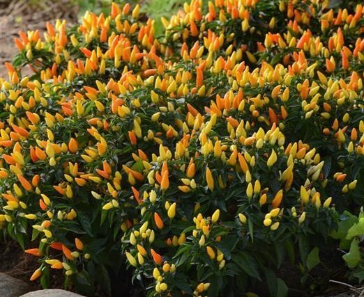 30+ SEEDS SEDONA SUN EDIBLE PEPPER FRESH SEEDS,USA