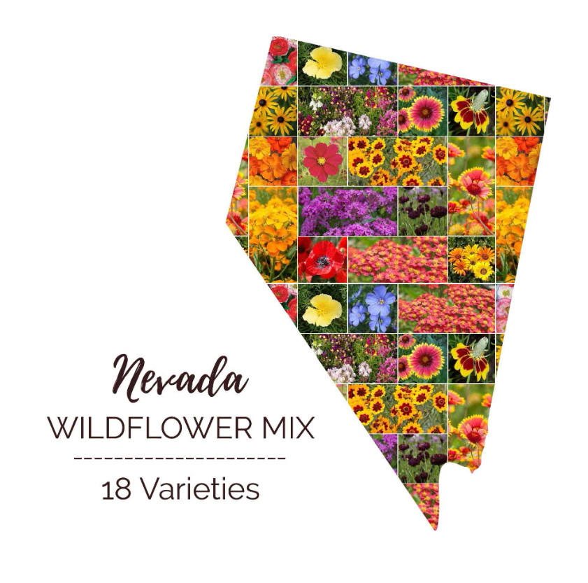 Wildflower NEVADA State Flower Mix Perennials & Annuals USA Non-GMO 1000 Seeds!