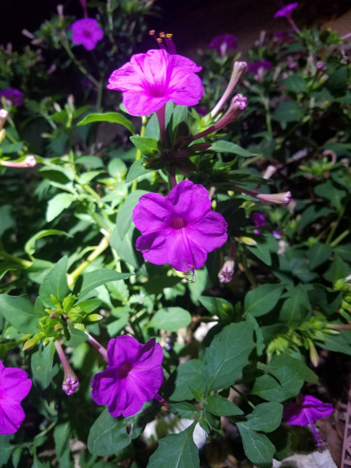 🌸50 Mirabilis (4 O’Clock) Flower Seeds Fragrant Easy to Grow FREE SHIPPING