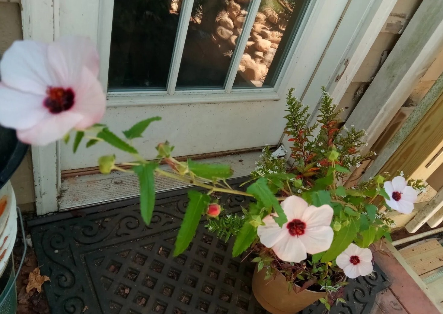 25 Light pink Swamp Rose Mallow Hibiscus Seeds.Medium size Flowers.Maroon Center