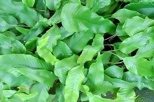 HARDY TONGUE FERN 1001 SPORES (SEEDS) COLD HARDY ASPLENIUM SCOLOPENDRIUM