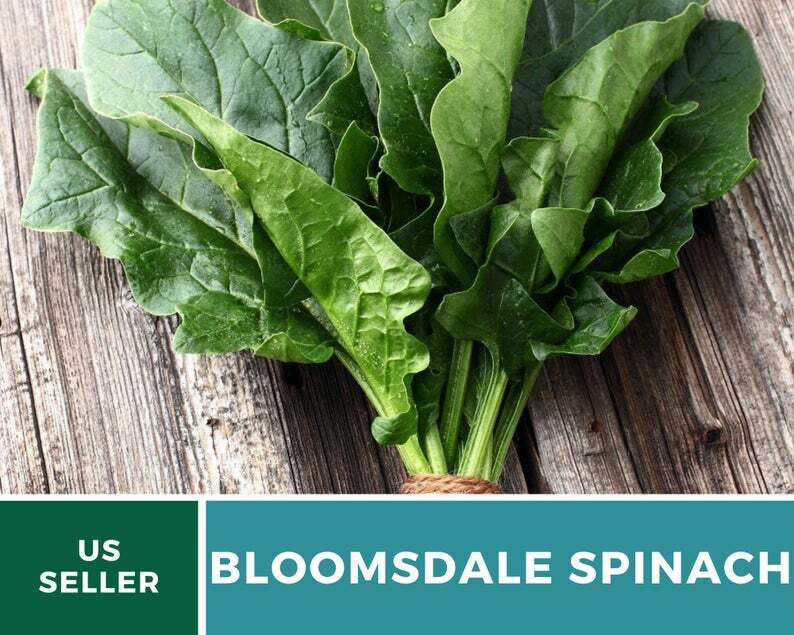Spinach, Bloomsdale – 150 Seeds – Sow in Spring or Summer – Heirloom – NonGMO