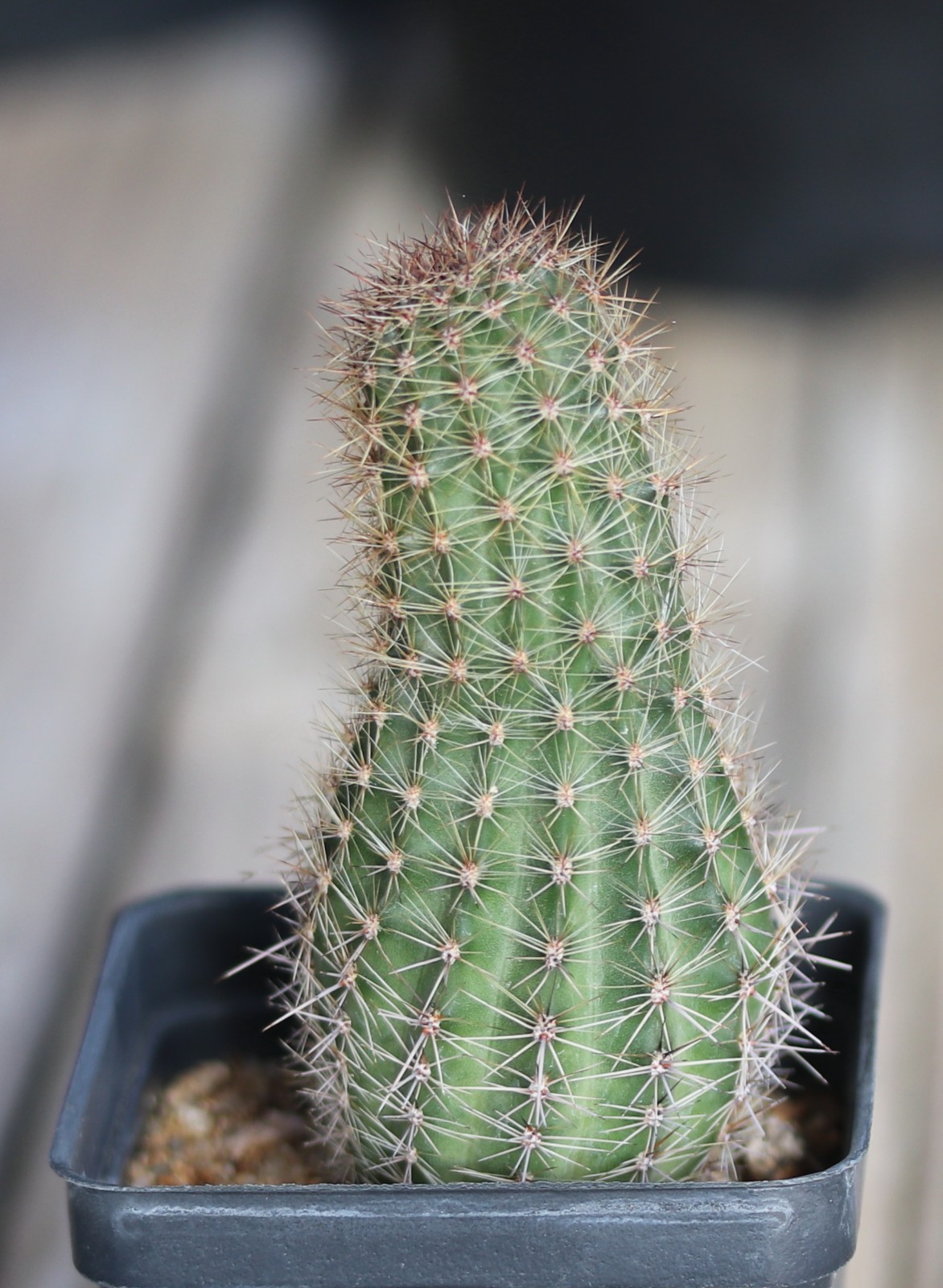 Echinopsis hybrid ‘Orange Cups’