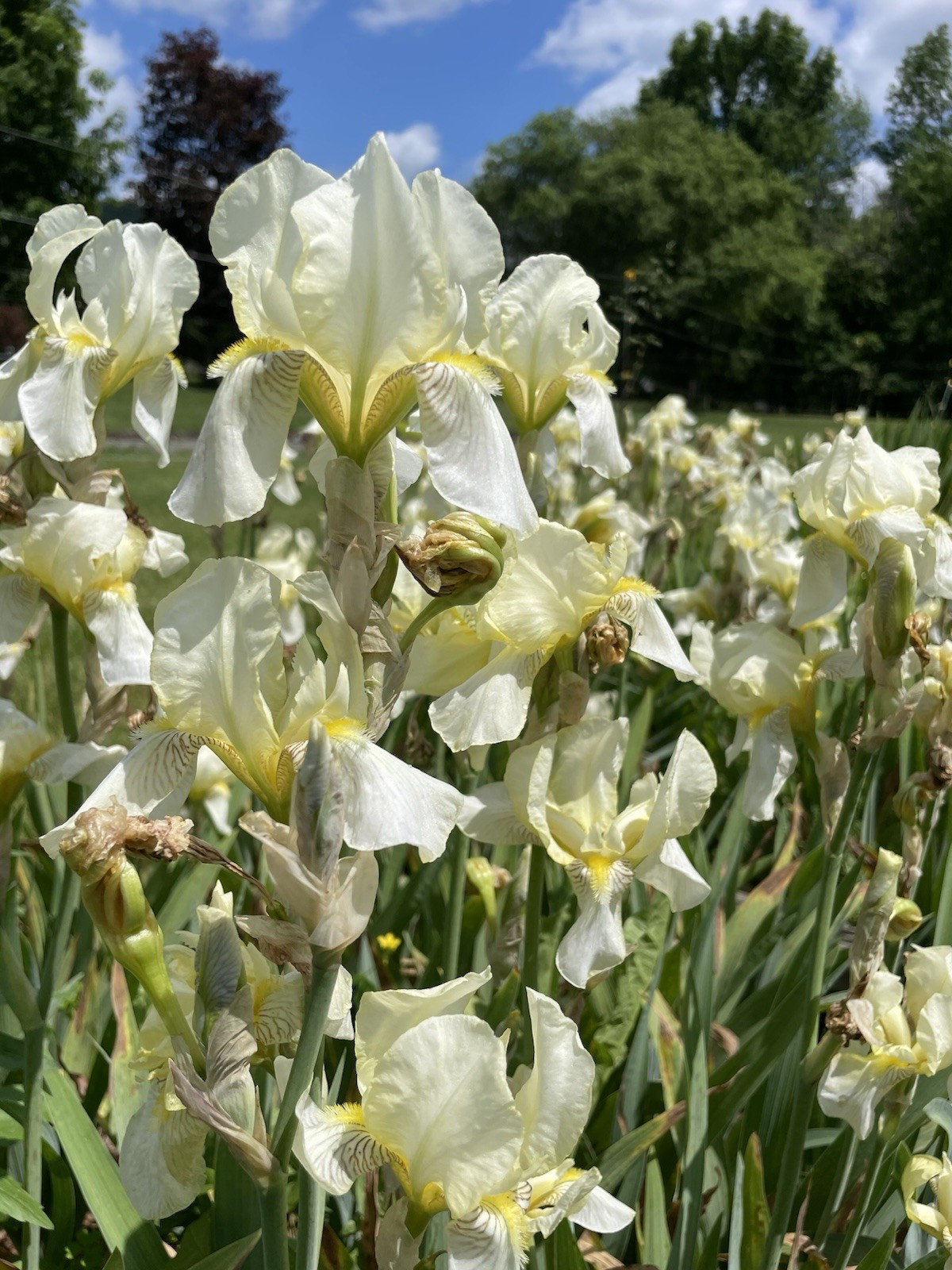 4 Pale Yellow Iris Talk Multi Blooming Rhizomes Bulbs Deer Resistant Easy Grower