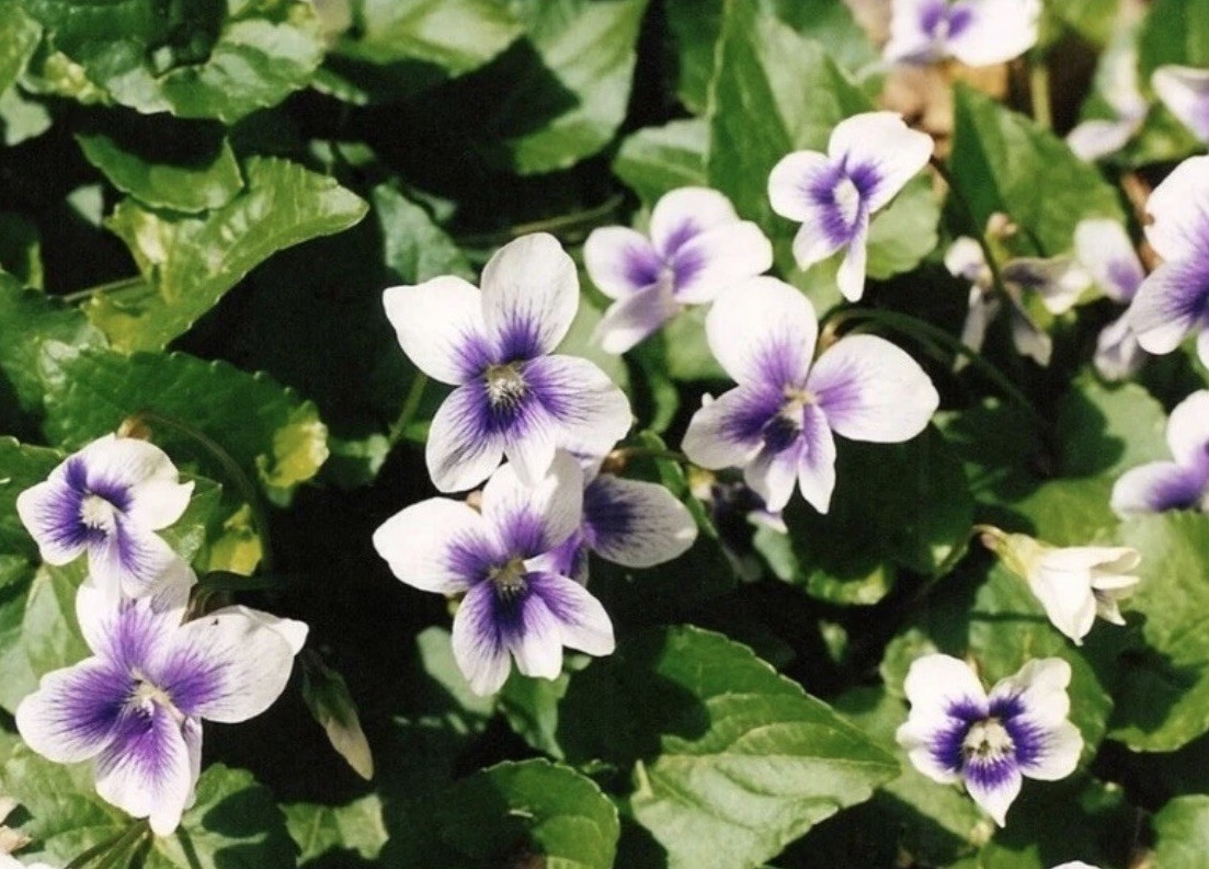 20+ Live White Hardy Violet Viola Plants~Perennial Bare Root Starter~CT Garden