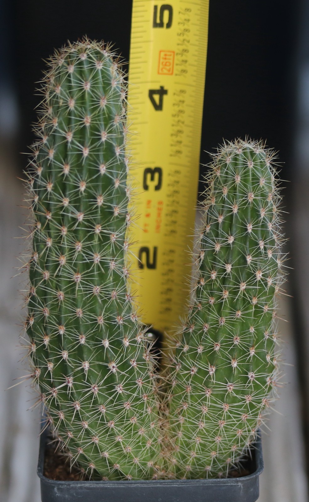 Echinopsis hybrid ‘Pooka’
