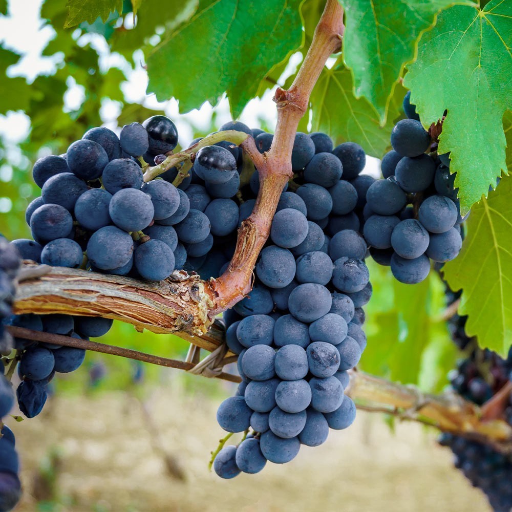 Concord Grape Vine Seeds (25) / Easy / DELICIOUS / September Harvest / Jam