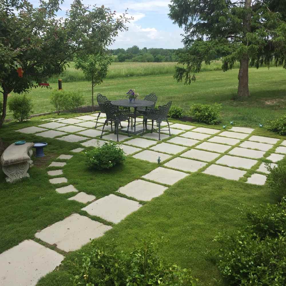 5000 Seeds Irish Moss Seeds For Planting Outdoors | Low Maintenance Ground