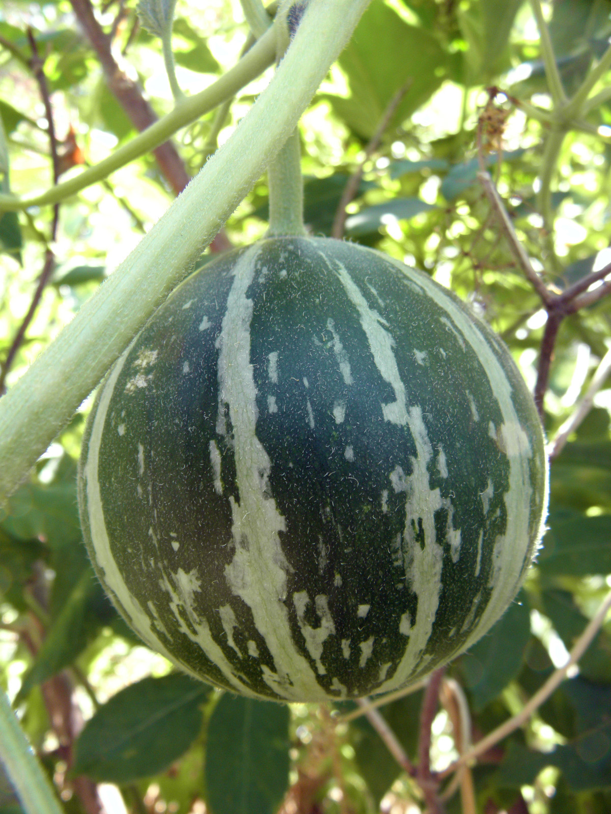 Buffalo (Coyote) gourd – Rare, wild vine, drought resistant, widely adaptable